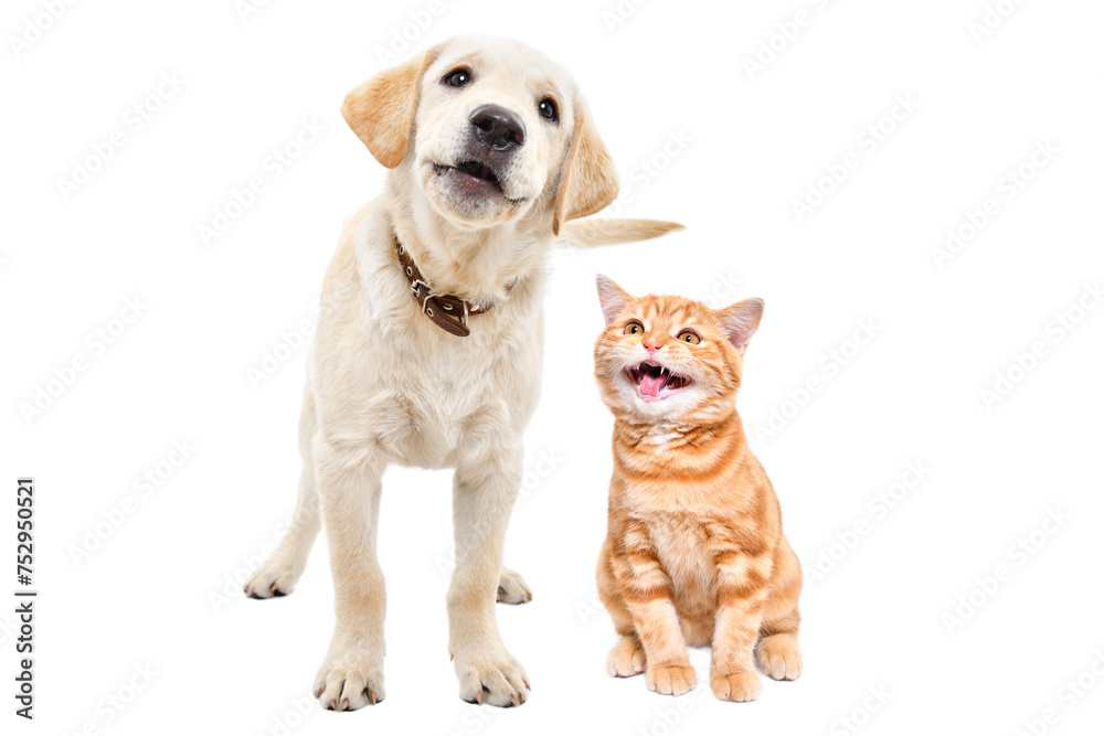 Barking labrador puppy and meowing scottish straight kitten together isolated on white background Barking labrador puppy and meowing scottish straight kitten together isolated on white background