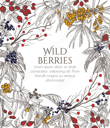 Vector illustration of wild berries in engraving style. Cornus sanguinea, sea buckthorn, rose hips, Ligustrum 