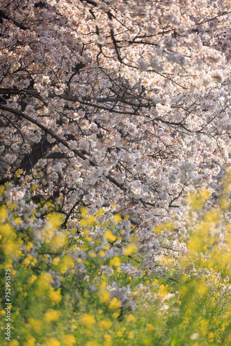 菜の花と桜_縦