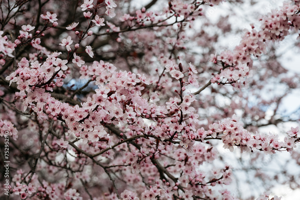 A delicate array of pink cherry blossoms fills the frame, symbolizing the arrival of spring with their vibrant and ephemeral beauty. A delicate array of pink cherry blossoms fills the frame, symbolizing the arrival of spring with their vibrant and ephemeral beauty.