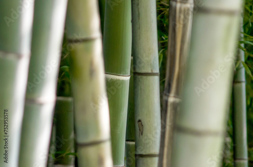 green bamboo garden pattern close up