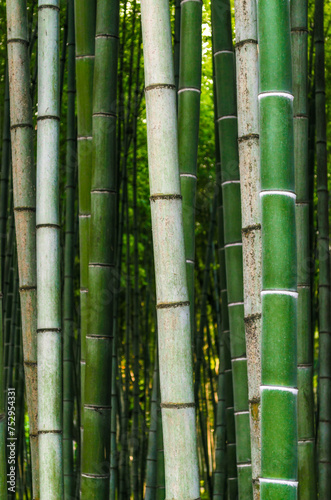 pattern background green bamboo forest in a park in Georgia