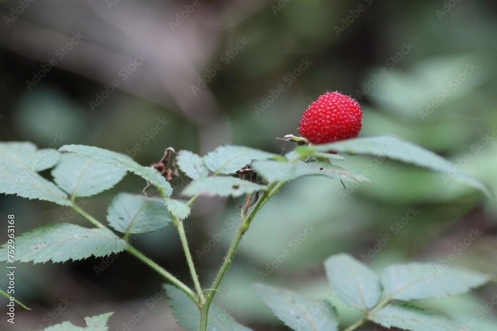 Berry in the wild