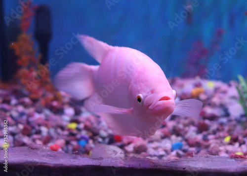 An image of beautiful pink-coloured kissing gourami or kissing fish in the fish tank. photo