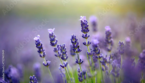 close up shot of lavender flowers