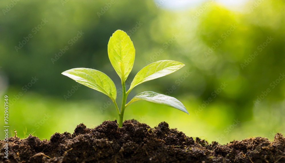Close up Young plant growing over green background Close up Young plant growing over green background