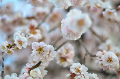 Beautiful Sakura flowers during spring in japanese garden. © hikoto