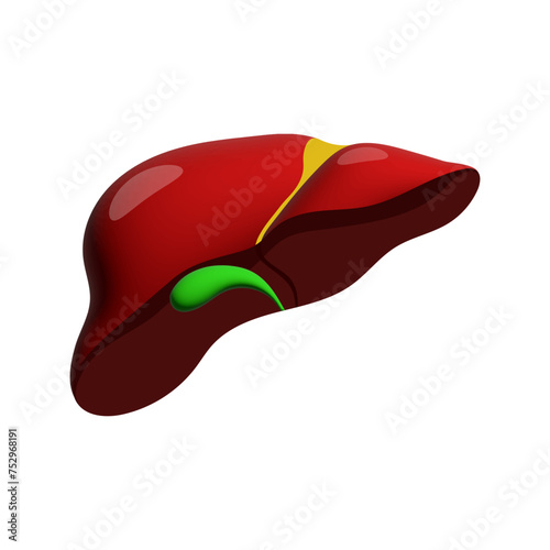 Realistic liver anatomy structure. Vector hepatic system organ, digestive gallbladder organ. Human liver for medical drugs, pharmacy and education design.