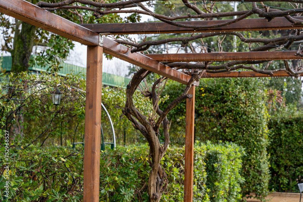 A wooden trellis with vines growing on it A wooden trellis with vines growing on it
