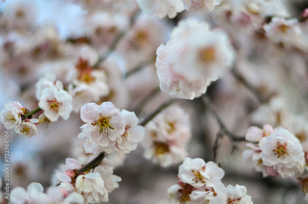 Beautiful Sakura flowers during spring in japanese garden.