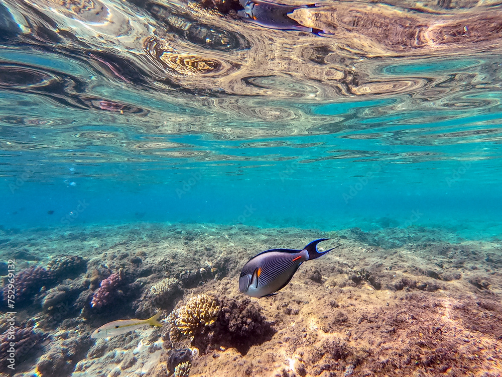 Fototapeta premium Surgeon fish or sohal tang fish (Acanthurus sohal) at the Red Sea coral reef..