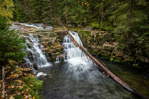 Mountain stream with colorful autumn leaves flowing over rocks and rocks. White Labe, Krkonose, Czech Repulic photo