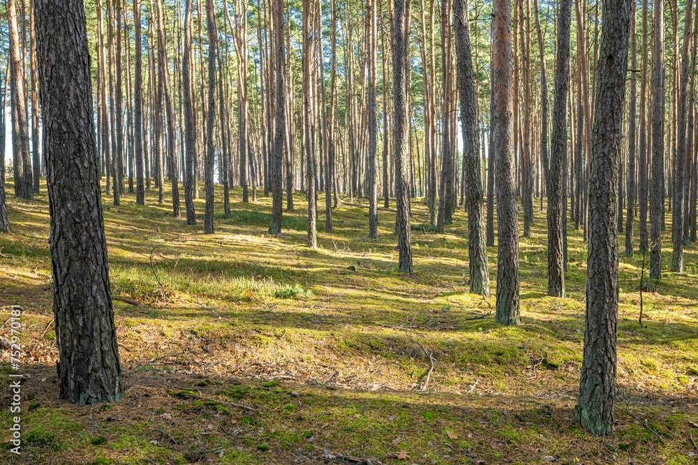 Morning in the pine forest. Early spring in the pine forest. Morning in the pine forest. Early spring in the pine forest.
