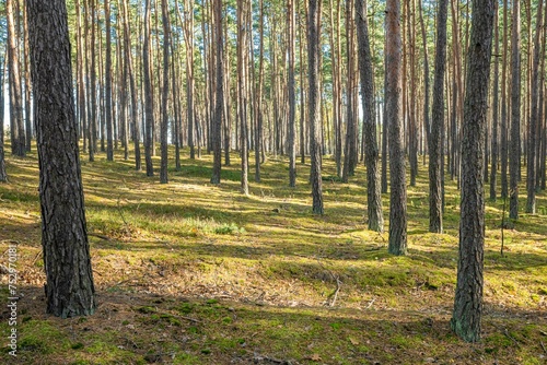 Morning in the pine forest. Early spring in the pine forest.