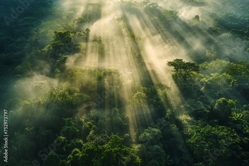Sunrays piercing through a misty forest canopy