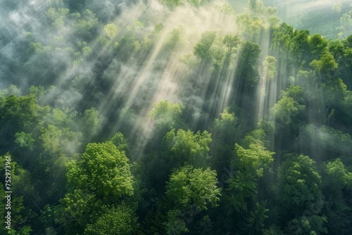Sunrays piercing through a misty forest canopy