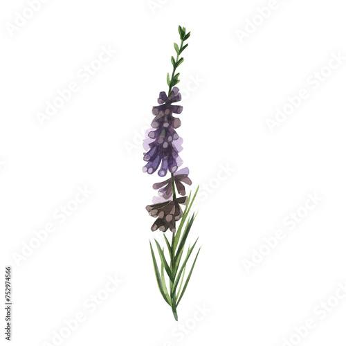 Heather painted in watercolor. Watercolor illustration, meadow heather plant with green leaves and purple flowers hand drawn in watercolor. For printing on fabric and paper. photo