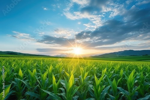 Sunrise Over Lush Green Corn Field Landscape © evening_tao