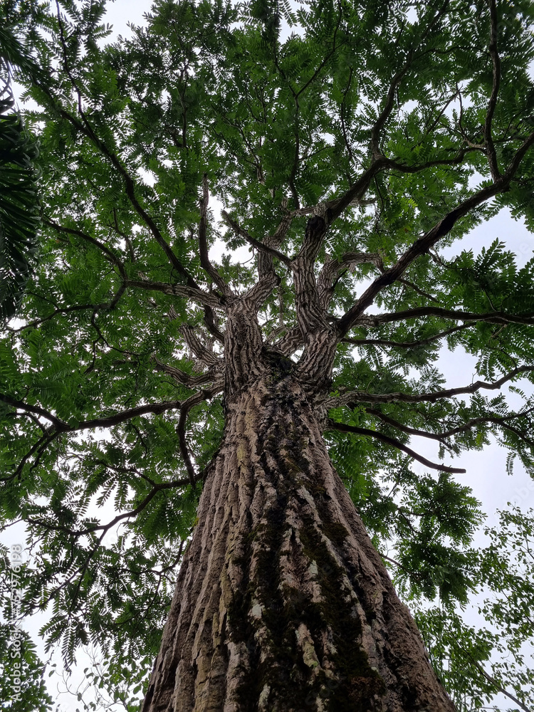 Fototapeta premium nature, water, tree, waterfall, green, sky, blue 