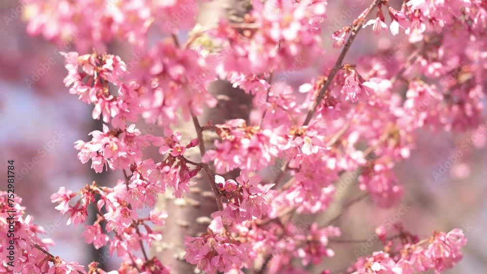 Flying bees. Poetry of spring with our stunning video concept. Tiny blossoms on trees, expertly captured in macro detail. Let the sunshine weave its golden tapestry, casting a warm . Immerse yourself Flying bees. Poetry of spring with our stunning video concept. Tiny blossoms on trees, expertly captured in macro detail. Let the sunshine weave its golden tapestry, casting a warm . Immerse yourself