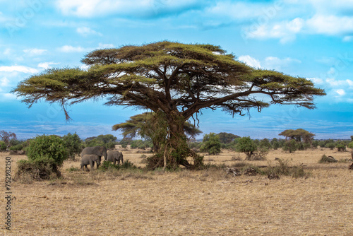 A group of African elephants shelter from the sun under a flat top acacia tree in Amboseli National Park, Kenya