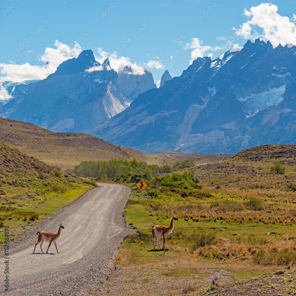 Fototapeta premium Two vicuna (Vicugna vicugna) crossing the road in Torres del Paine national park, Patagonia, Chile.