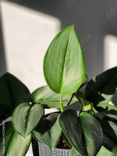 Scindapsus Treubii Moonlight, tropical houseplant in pot photo