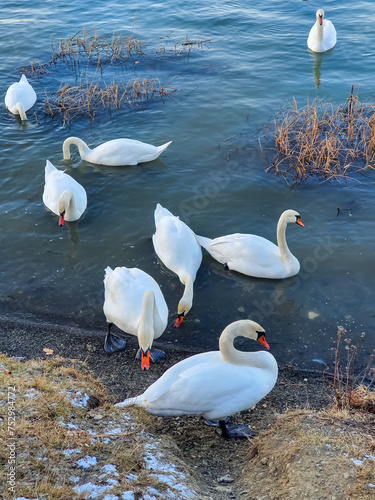 A group of swans gracefully swim in a calm lake, their white feathers reflecting the serene sky. Lush green hills form a picturesque backdrop to this tranquil scene. photo