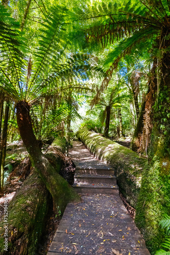 Fototapeta Naklejka Na Ścianę i Meble -  Old Growth Forest in Styx Valley Tasmania Australia