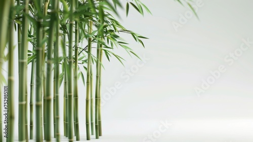 A white background with bamboo illuminated by studio lighting 
