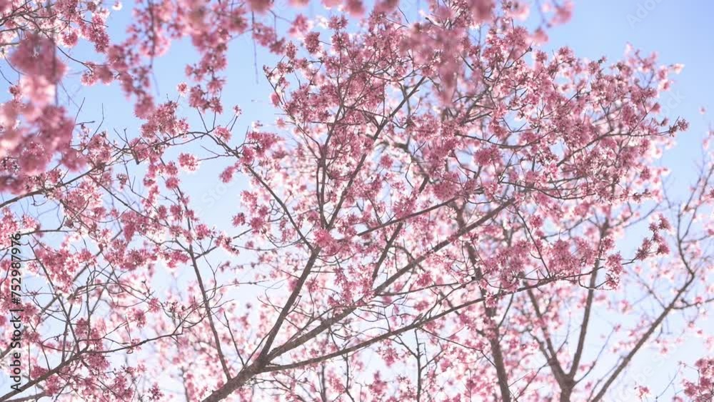 Pink blossoms ascend towards the sky, viewed from a low angle, revealing the ethereal connection between earth and sky. Sunbeams filter through, illuminating the blossoms and painting a portrait of na Pink blossoms ascend towards the sky, viewed from a low angle, revealing the ethereal connection between earth and sky. Sunbeams filter through, illuminating the blossoms and painting a portrait of na