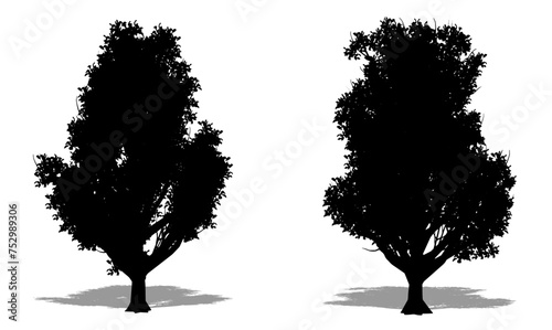 Set or collection of Korean Stewartia trees as a black silhouette on white background. Concept or conceptual vector for nature, planet, ecology and conservation, strength, endurance and  beauty