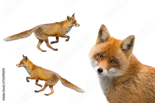 fox isolated on white background