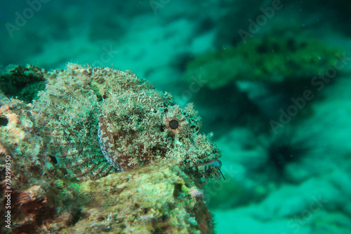 Scorpionfish