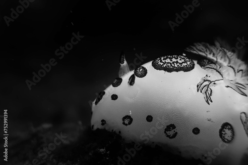 Nudibranch Macro Monochrome photo