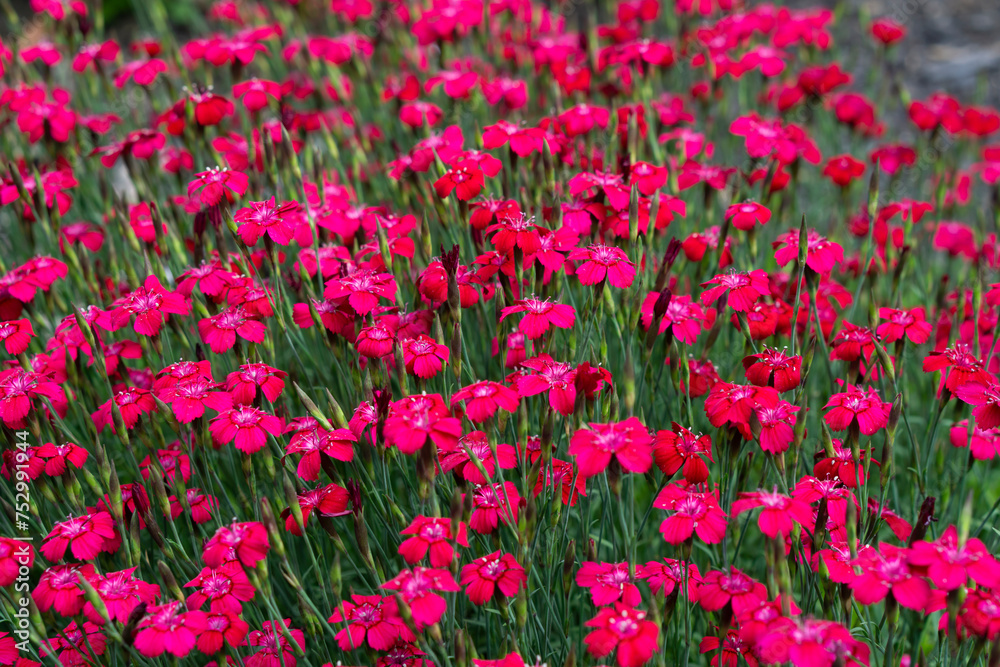 Bright pink Dianthus flowers background. Macro shot of vibrant pink carnations (Dianthus caryophyllus) in the garden.
