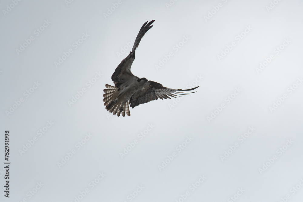 Fototapeta premium Osprey flapping wings with cloudy white sky background