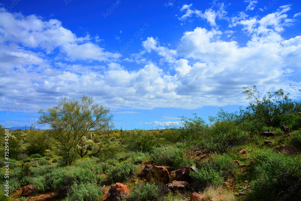 Obraz premium Sonora Desert Arizona