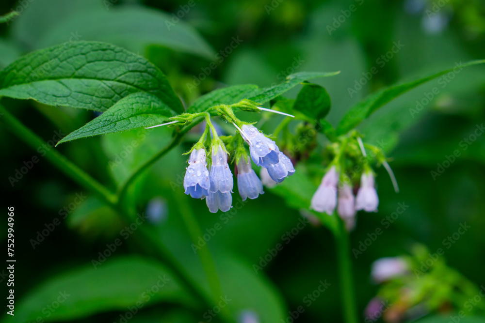 The Common Comfrey (Symphytum officinale) herb on the green background. Comfrey flowers of a plant used in organic medicine. The Common Comfrey (Symphytum officinale) herb on the green background. Comfrey flowers of a plant used in organic medicine.