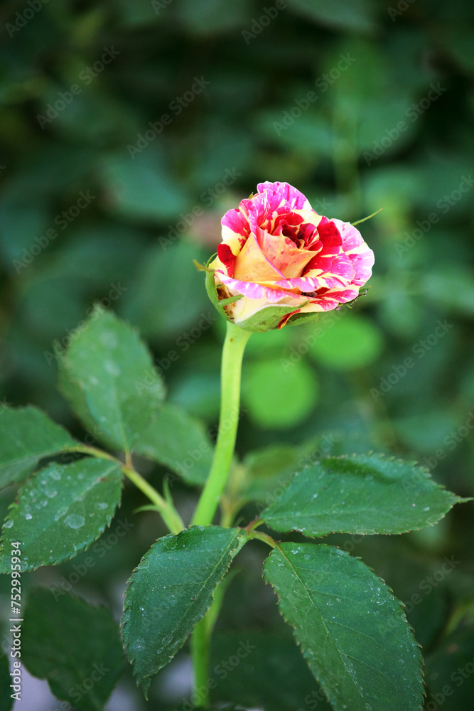 Rose flowers, red, yellow, and pink, as well as multicolored roses with alternating hues, are beautiful.





