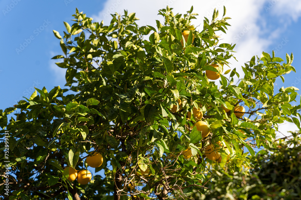 Fototapeta premium A tree with many oranges hanging from it