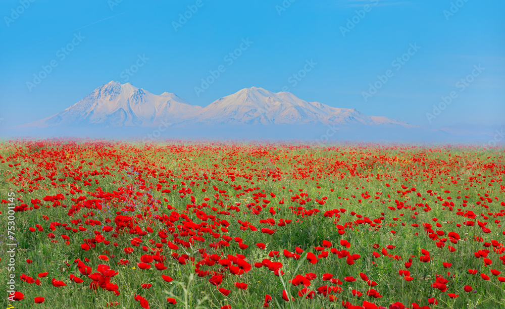 Beautiful landscape with field of red poppies, white snowy mountains in the background