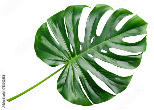 Lush green monstera leaf on transparent background - stock png.