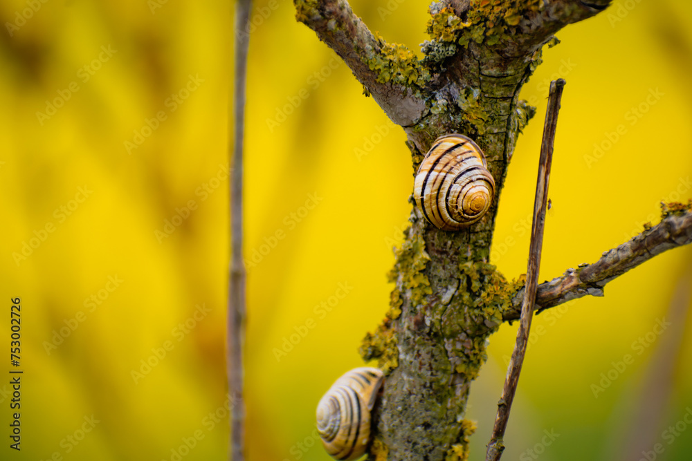 Cute yellow and brown snail clinging to a tree branch, cepaea nemoralis Cute yellow and brown snail clinging to a tree branch, cepaea nemoralis