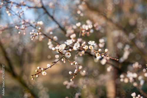 Wild apple flowers. Wild apple tree in bloom.