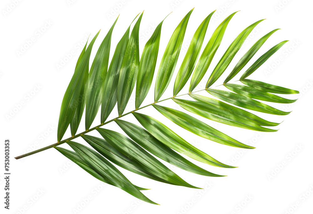 Fototapeta premium Vibrant green palm leaf on transparent background - stock png.