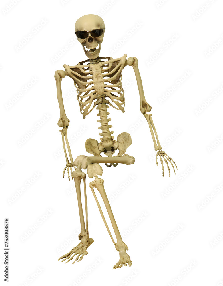human skeleton on transparent background human skeleton on transparent background