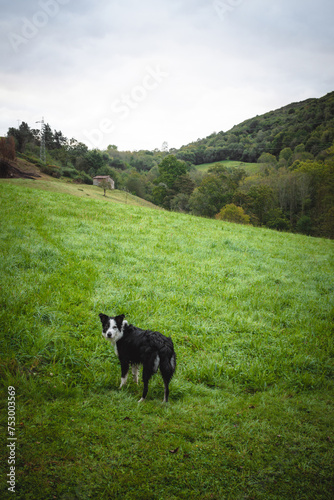 Border collie looking at the camera in a green field