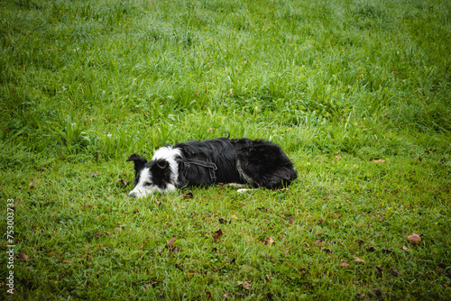 Border collie lying on green grass