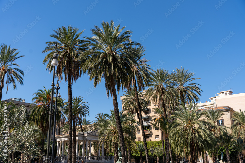 A palm tree is in the foreground of a city street